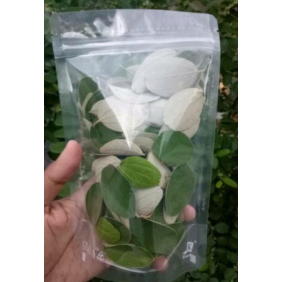 

Daun Bidara Asli isi 50 lembar