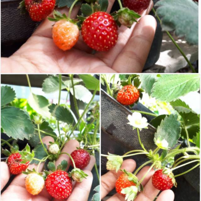 Strawberry dataran rendah