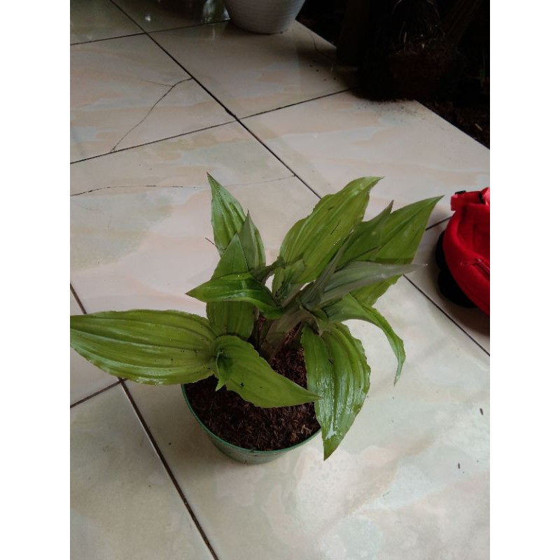 Tanaman Hias langka anggrek hutan