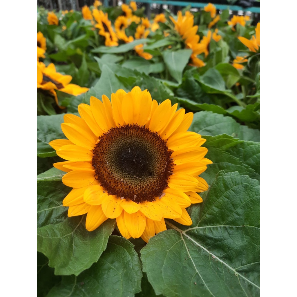 Bibit Tanaman Bunga Matahari Kondisi Berbunga Cantik/Tanaman Bunga Matahari Sunflower