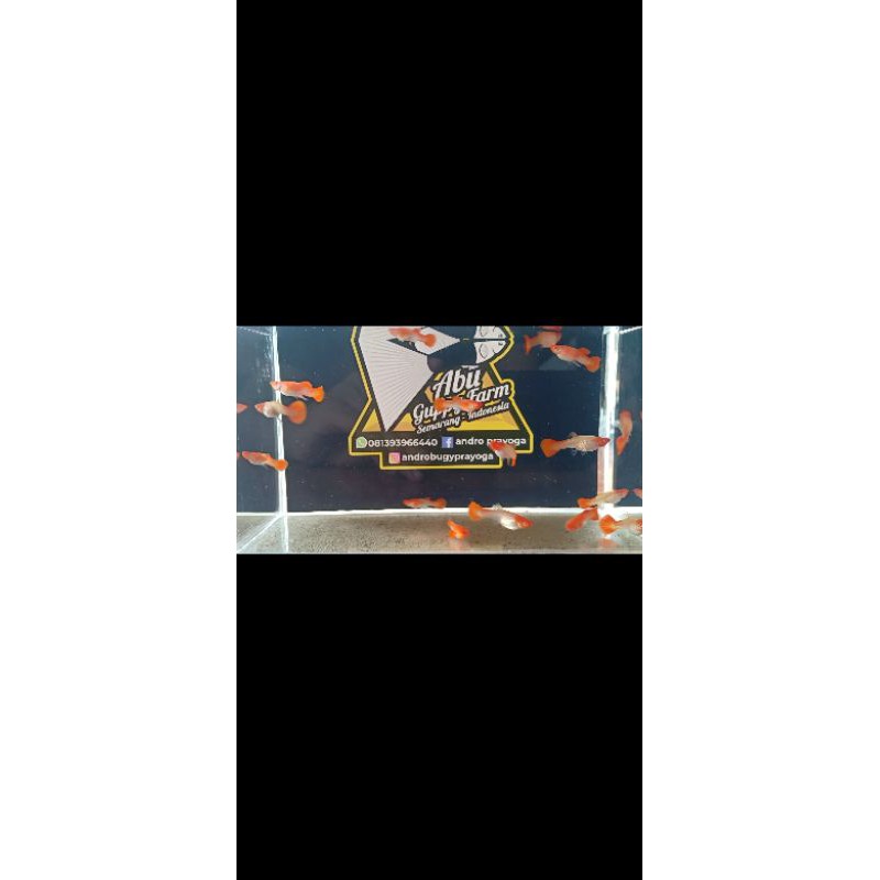 albino koi gen king red ear