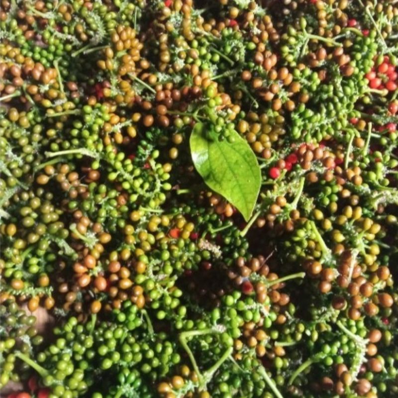 

Buah Kemukus Lada Hutan Segar 250 Gram