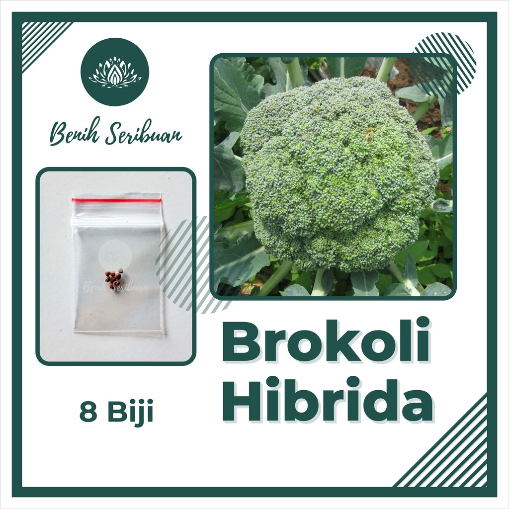 8 Bibit Brokoli Hijau F1 Hibrida Green Super Benih Sayuran Unggul - Bibit Tanaman Sayur Seribuan