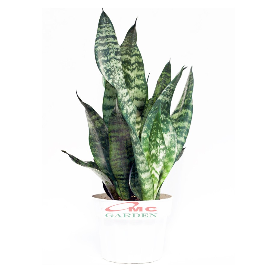 Lidah Mertua Sansevieria Sansivera Sansiviera Sansiviera Sensiviera Futura Hijau Tua Zebra 3040