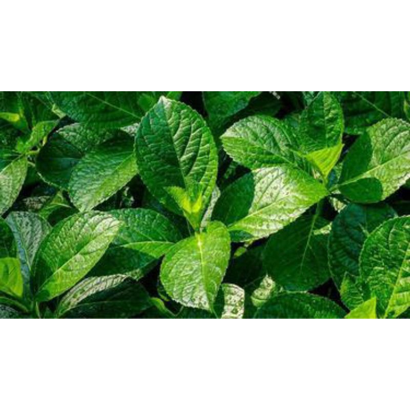 

Daun Keji Beling/Pecah Beling/1kg