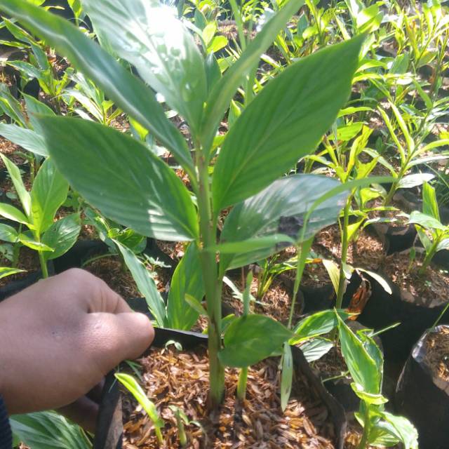 Bibit tanaman herbal pohon onje