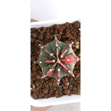 Kaktus Gymnocalycium/Gymno Starfire/Milo Calon Indukan Cakep