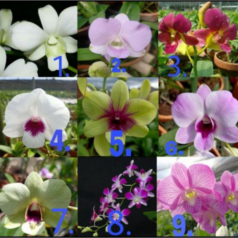 Anggrek Dendrobium banyak jenis
