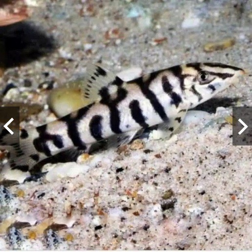 IKAN BOTIA INDIA | IKAN HIAS AIR TAWAR AQUASCAPE/AQUARIUM