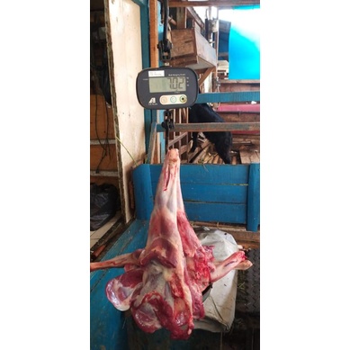 

paha kambing fresh