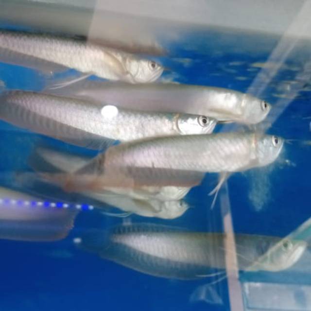 Ikan Arwana Silver Brazil