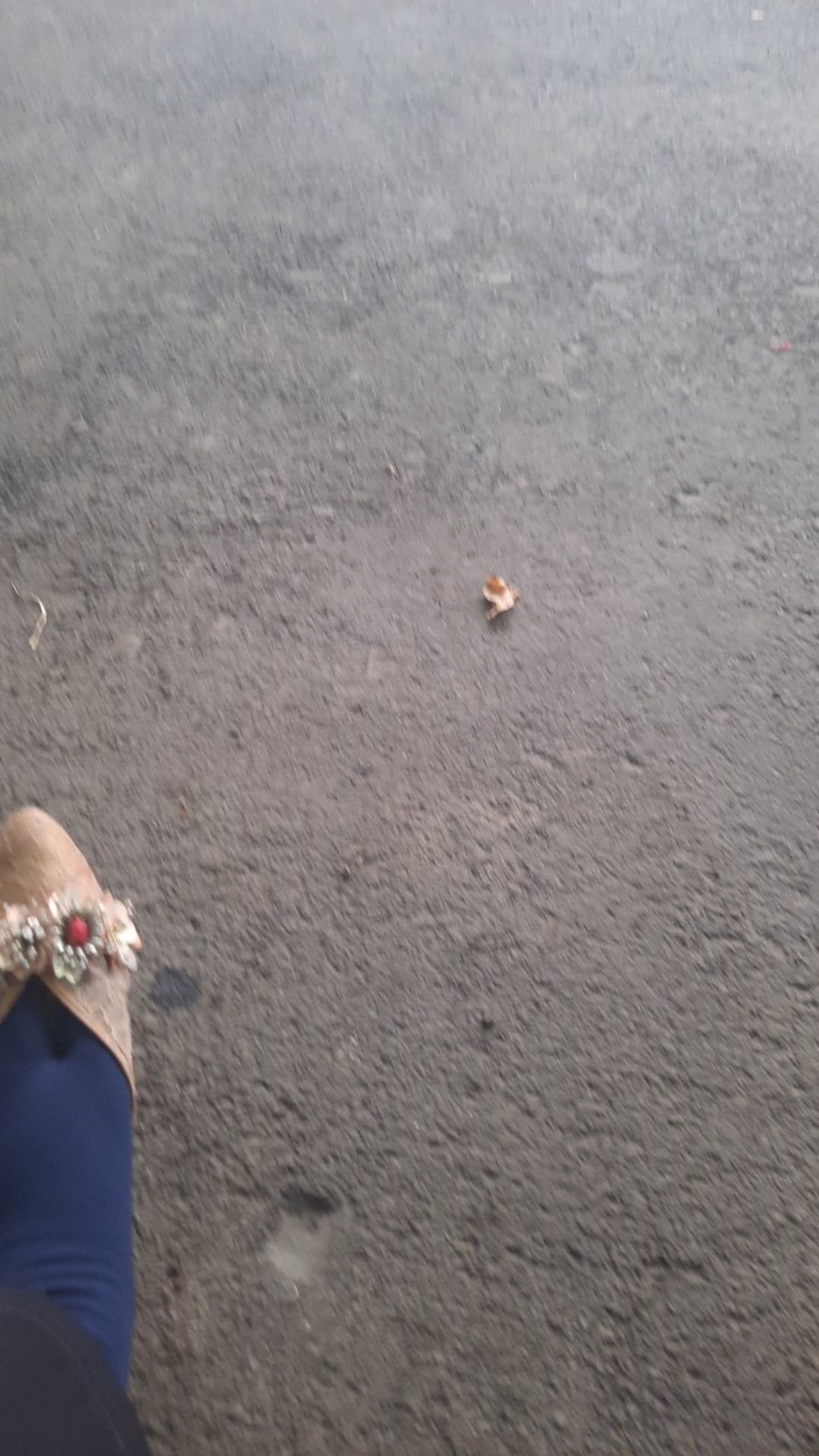 Nokida Thermo Water Jug Lion Star 1.7 L / Teko Termos Tempat Air Minum Tahan Panas Dingin