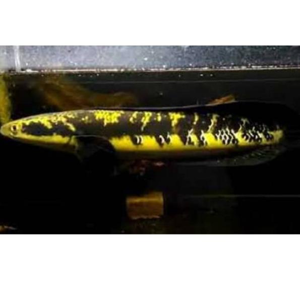 Super Heboh Chana Yellow sentarum size 20sampai25cm bakat bagus
