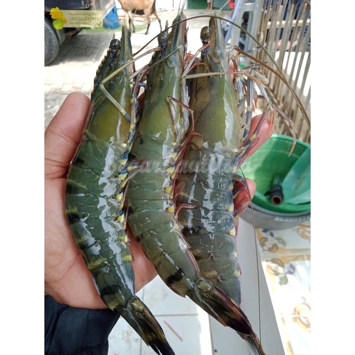 

Udang Pancet Udang Tiger Prawn Udang Windu Udang Segar 1Kg