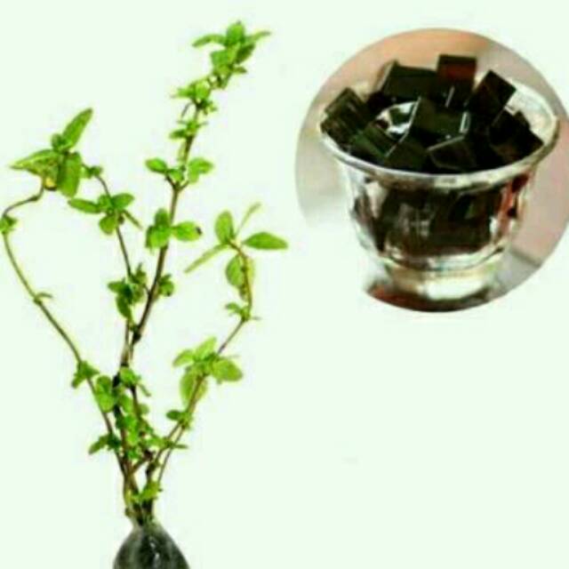 Tanaman Cincau Hitam