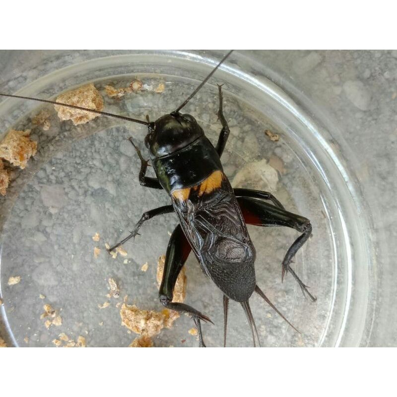 Jangkrik Masteran / Jangkrik Kalung / Jangkrik Genggong/ jangkrik Aduan