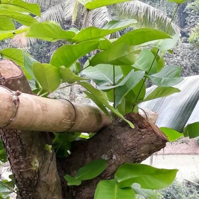 

Daun jambu air segarr fresh 1kg