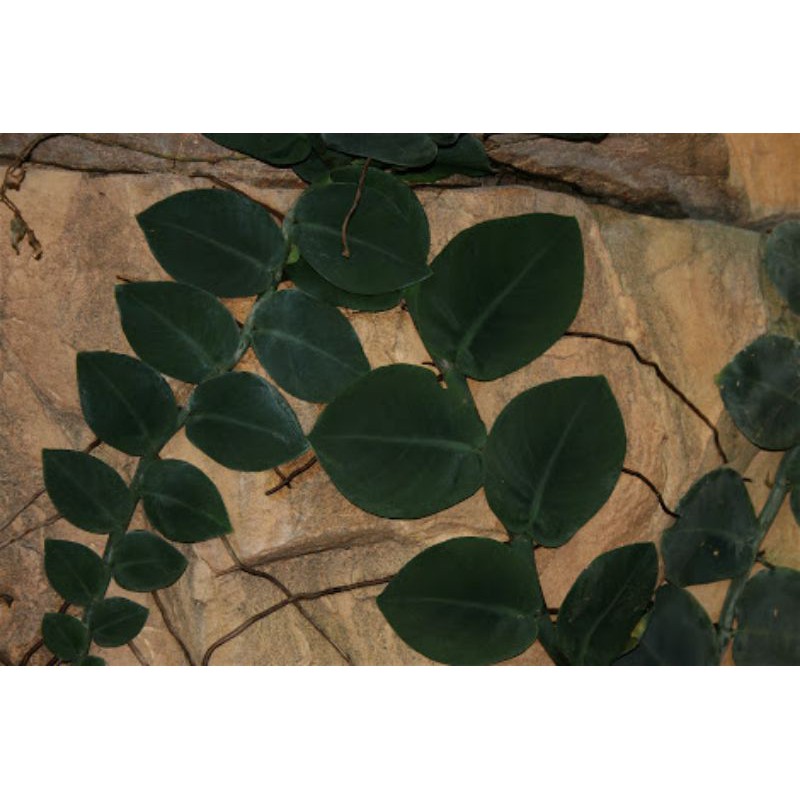 tanaman Rhaphidophora