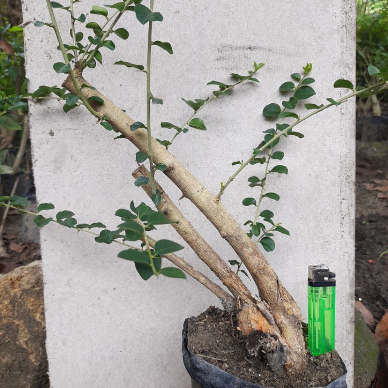 bahan bonsai sisir kaliage mame karakter merangkai kata.realpic