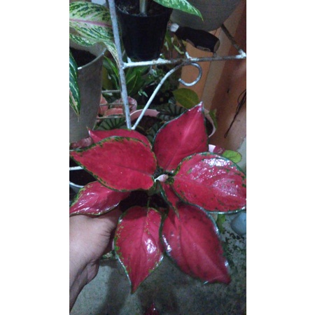 Aglonema RED QUENN