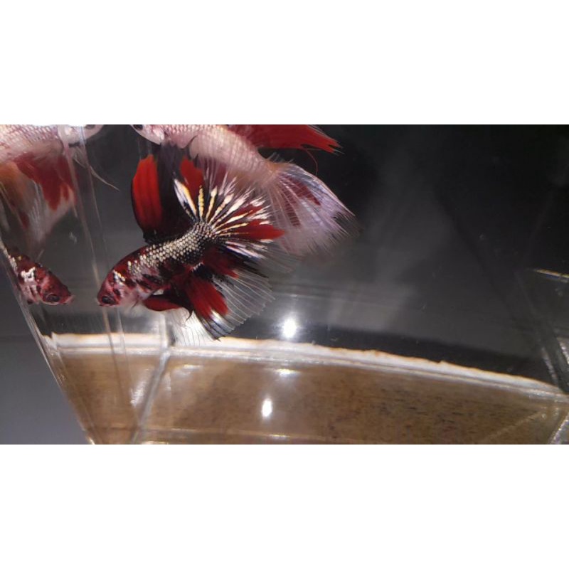 halfmoon red koi copper