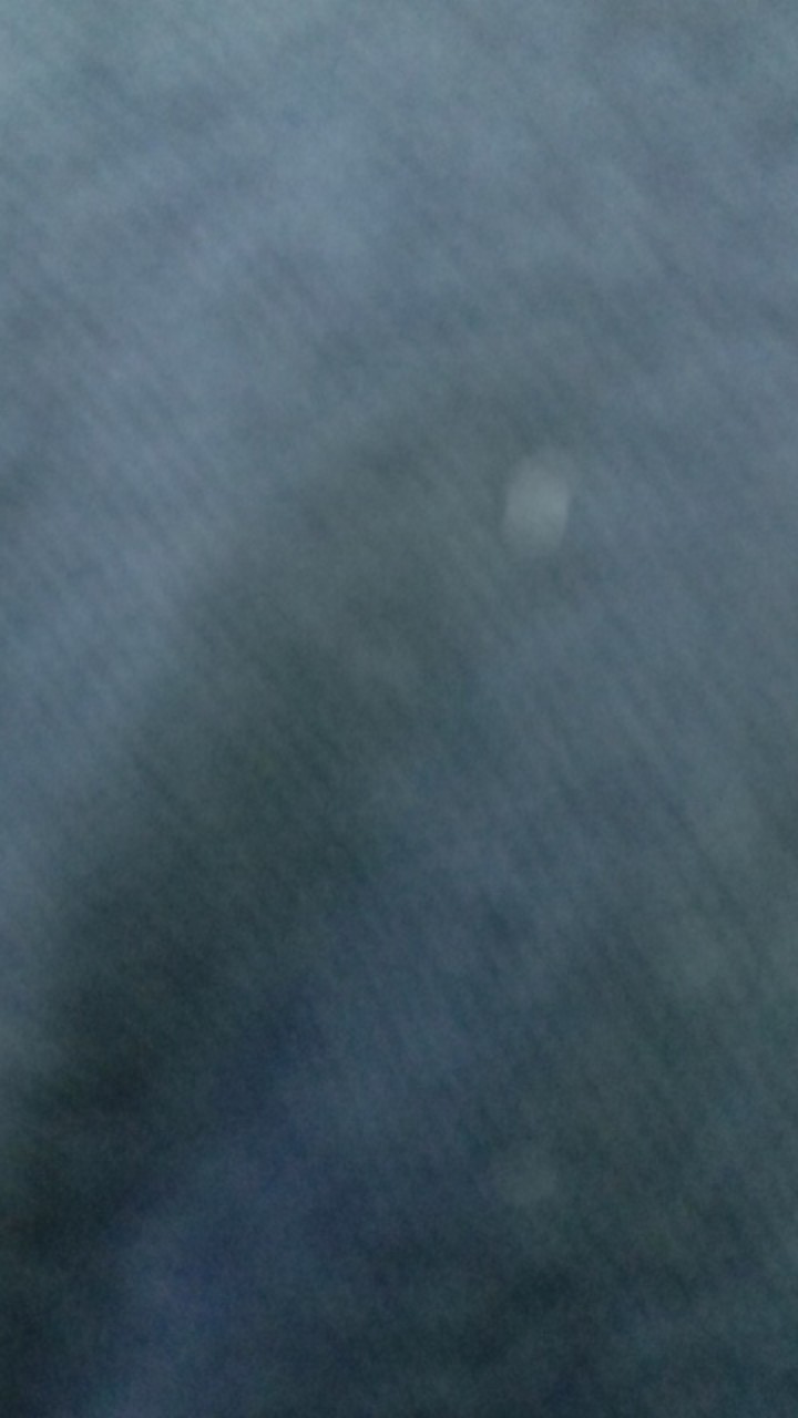 Bahan Bonsai Serut Hasil Dongkel Di Jamin Masih Fresh