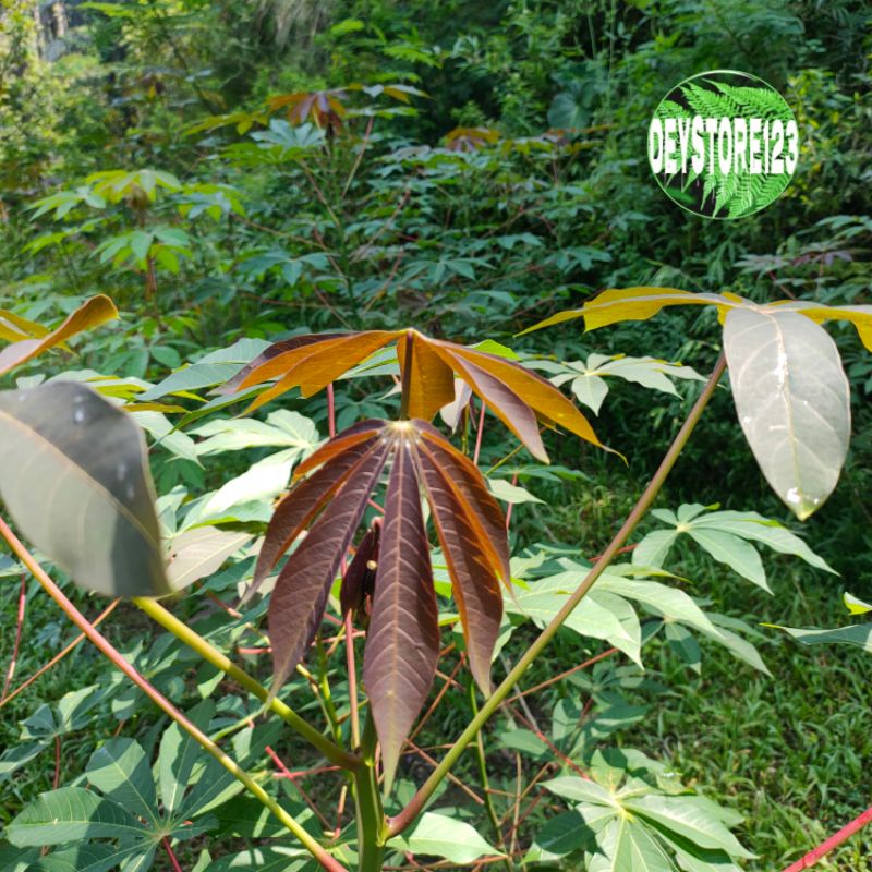

jual daun singkong racun sapikuru per 1 kg