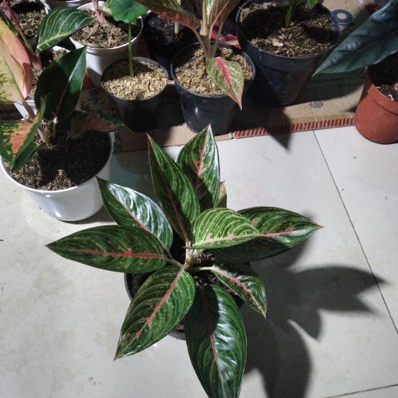 green legacy daun 10