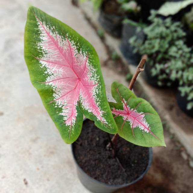 Bunga Keladi Jantung Hati Bunga Murah Tanaman Hias Caladium Ace of Heart Murah Cantik
