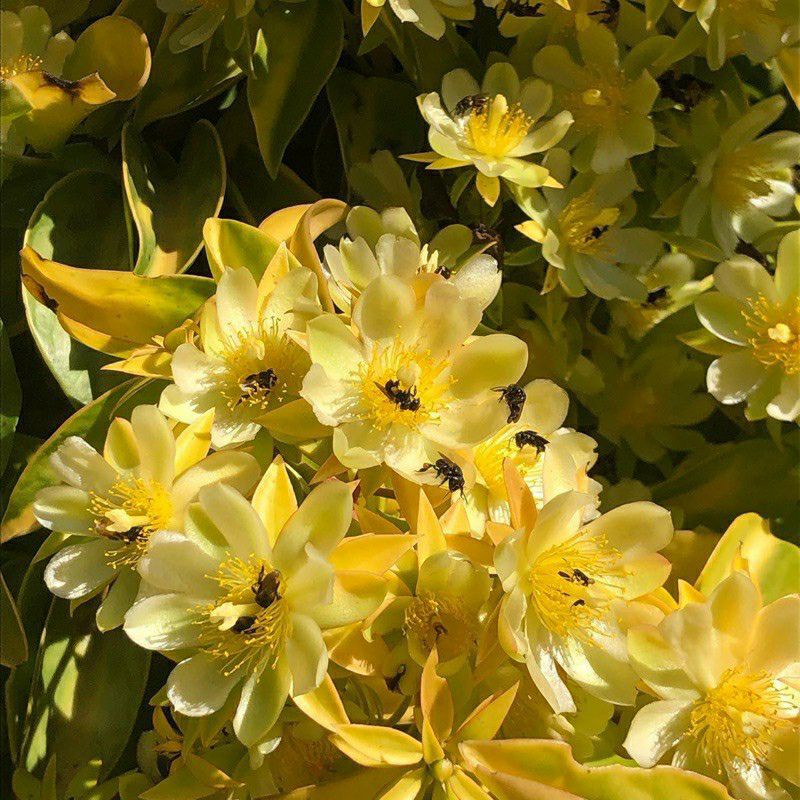 bibit bunga lemon Vine/pareskia acculeata
