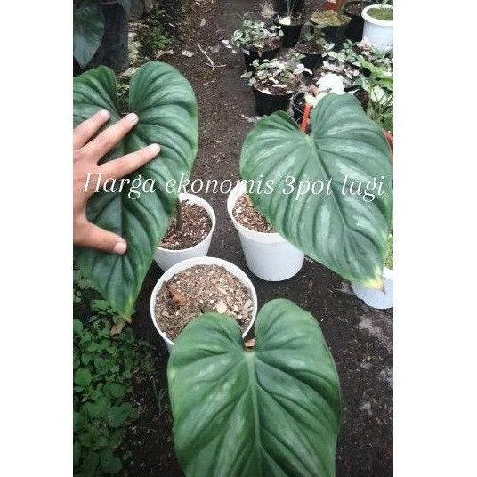 philodendron plowmanii 1daun