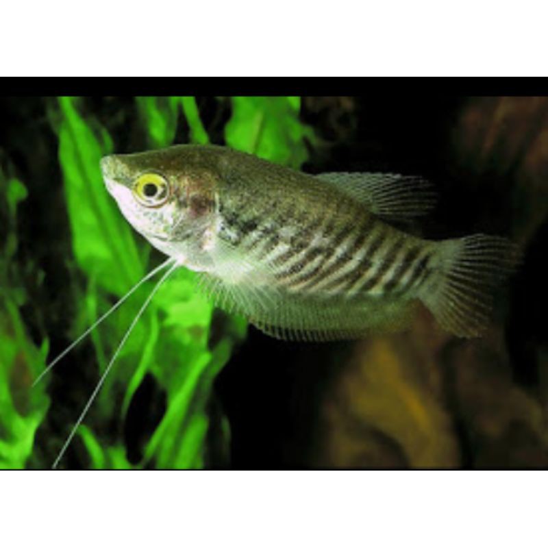 

ikan sepat siam