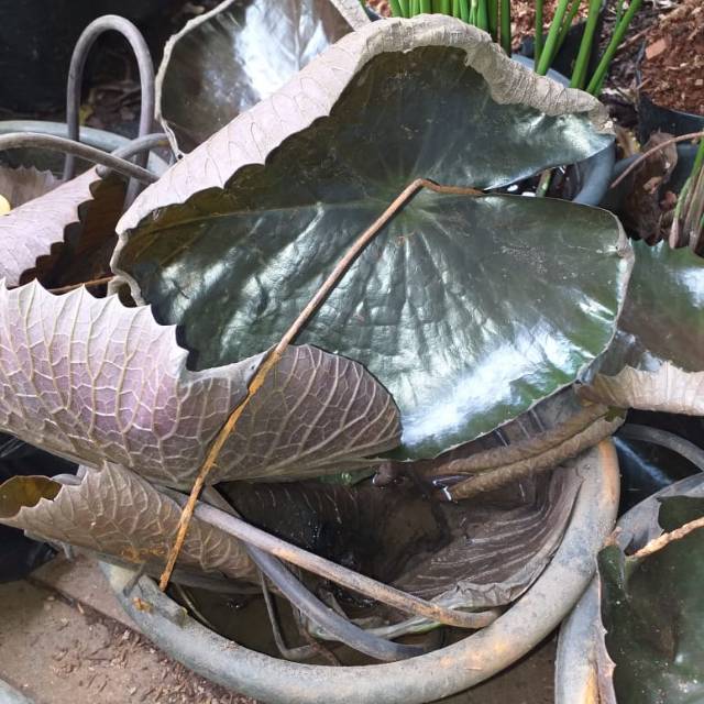 Bunga teratai / benih herbal / hiasan taman