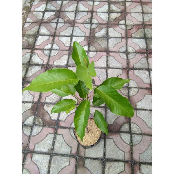 Bibit Tanaman Bunga Kantil | Kembang Kantil