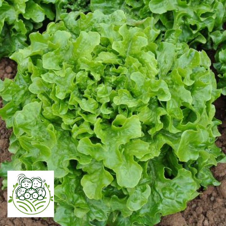 Sayur Organik Surabaya - Green Oak 200 Gram