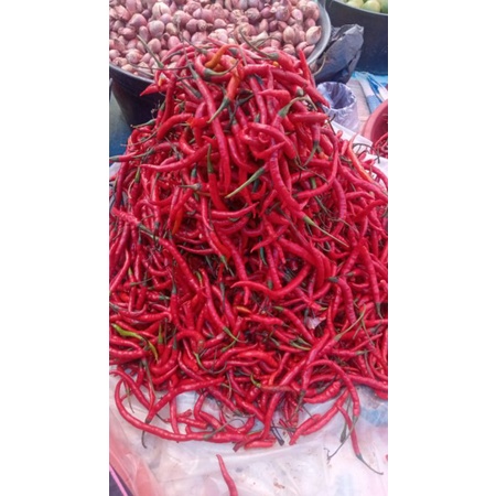 

cabe keriting segar