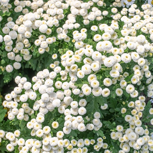 Benih Bibit Biji - Bunga Chrysanthemum Snow Ball Krisan Bola Salju Putih Pompom Flower Seeds - IMPORT