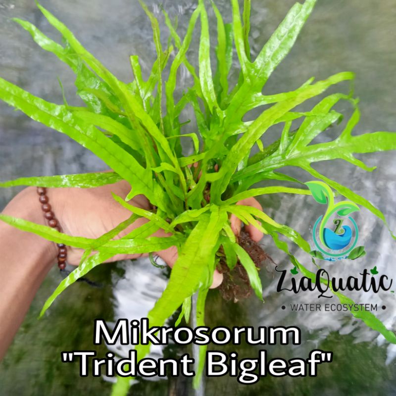 Jual Tanaman Aquascape Mikrosorum Trident Bigleaf Porsi Bundel Shopee Indonesia