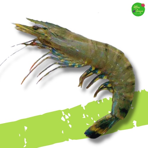 UDANG TIGER/WINDU MURAH SEGAR