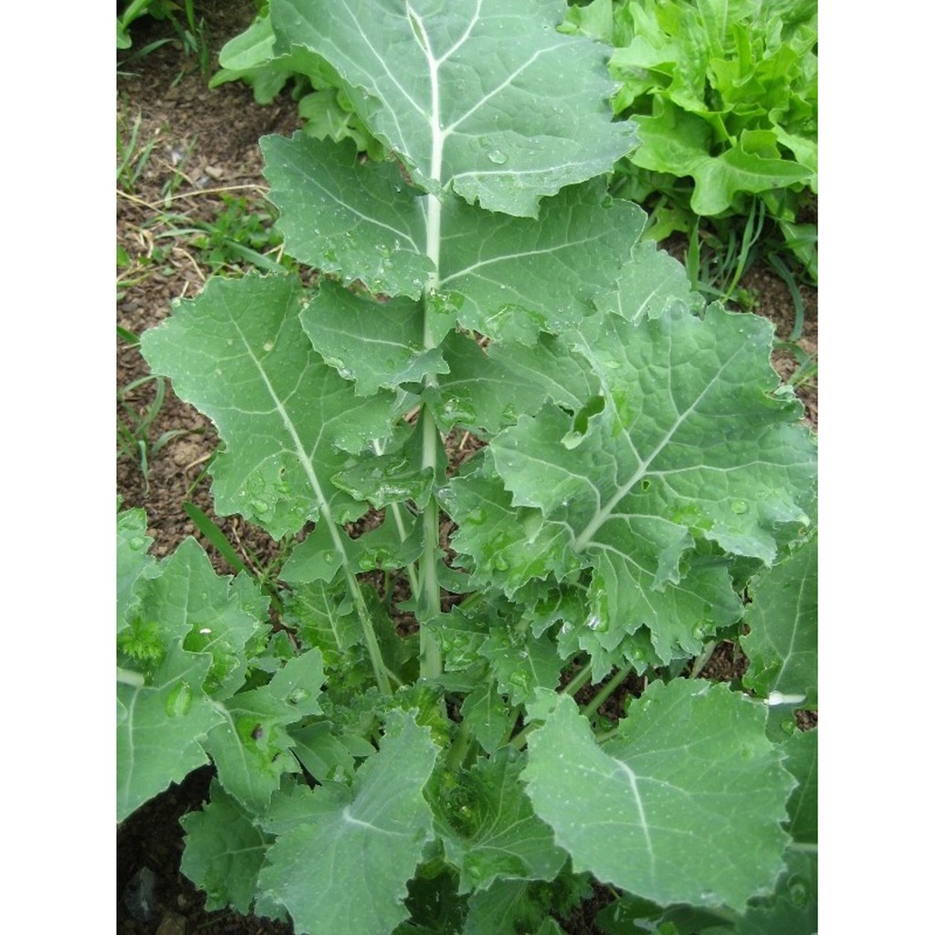 Benih-Bibit Kale Dwarf Siberian (Haira Seed)