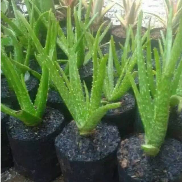 Tanaman herbal aloevera lidah buaya