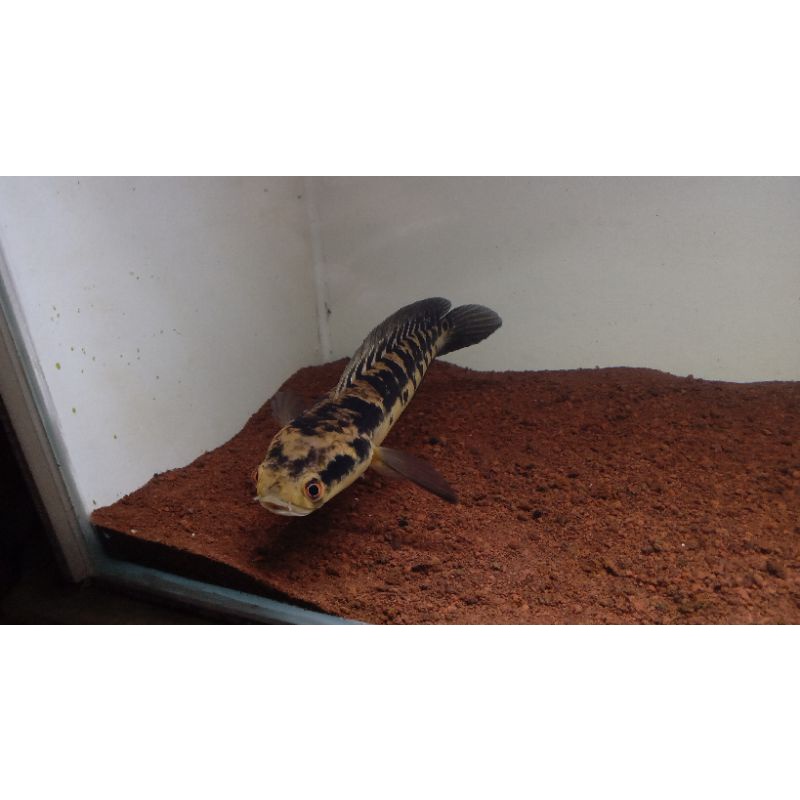 channa maru yellow sentarum size 20-22 cm