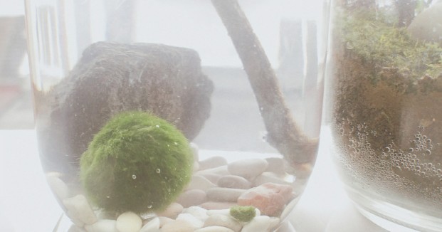 Marimo Moss Ball Alga Jepang Satuan Ukuran 3 - 3.5 Cm