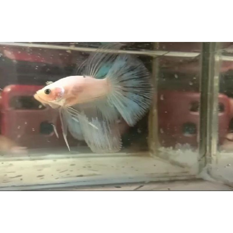 ikan cupang halfmoon/slayer