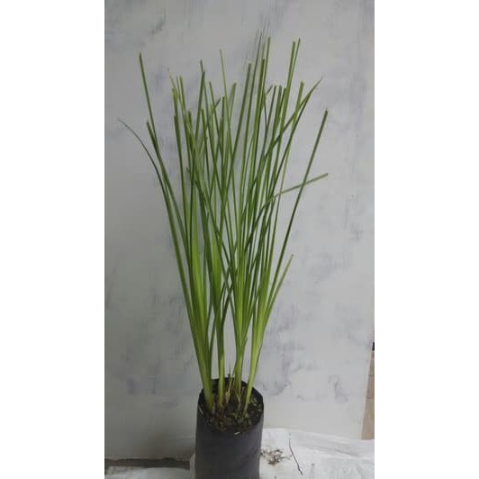 BIBIT TANAMAN AKAR WANGI