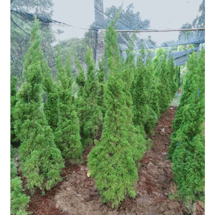 new pohon cemara lilin tinggi 2meter - tanaman cemara lilin