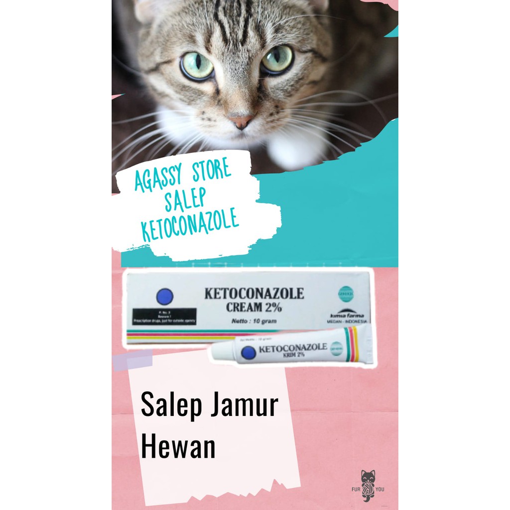ketoconazole salep ampuh mengatasi jamur mata pada hewan salep kucing