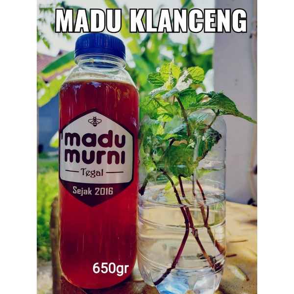 

Madu Klanceng