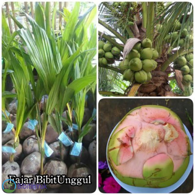 Harga Grosir Bibit Kelapa Wulung Berserat Pink Biasa Dijadikan Obat