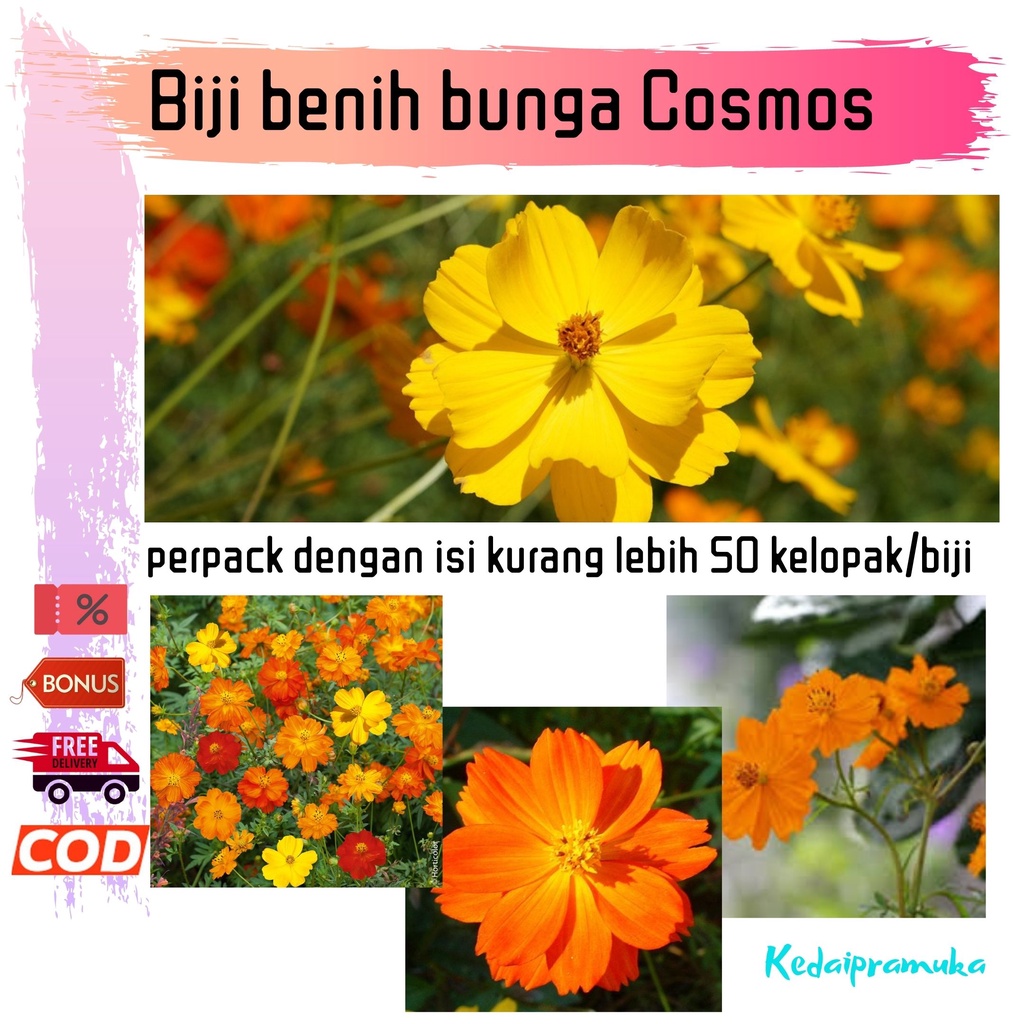 Biji benih bunga Cosmos kenikir hiasan taman